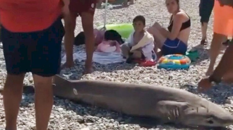 Antalya'da Köpek balığı ölüsü kıyıya vurdu
