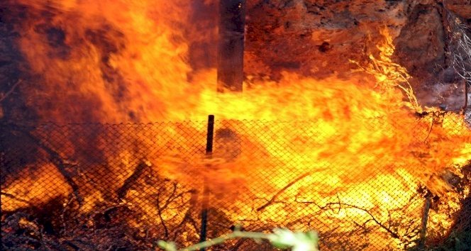 Antalya falezlerde çıkan yangında ağaçlar alev alev yandı