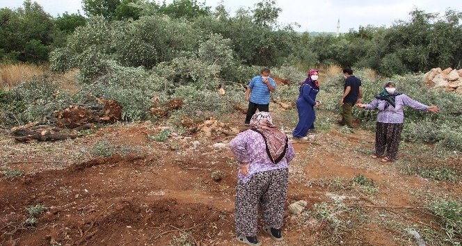Antalya'da 42 zeytin ağacı inşaat çalışması için katledildi